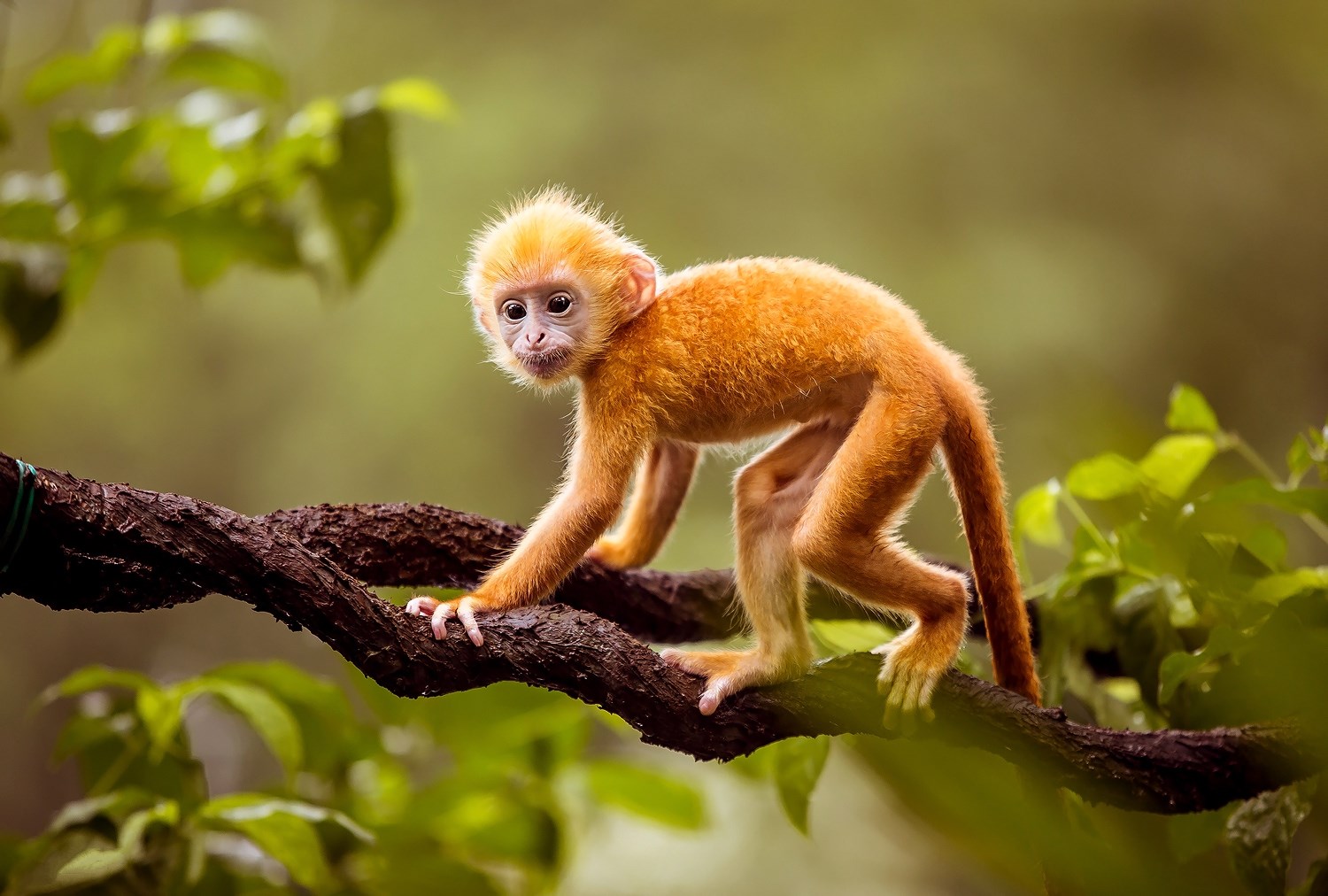 Защитники животных также увидели в Международном дне обезьян возможность об...